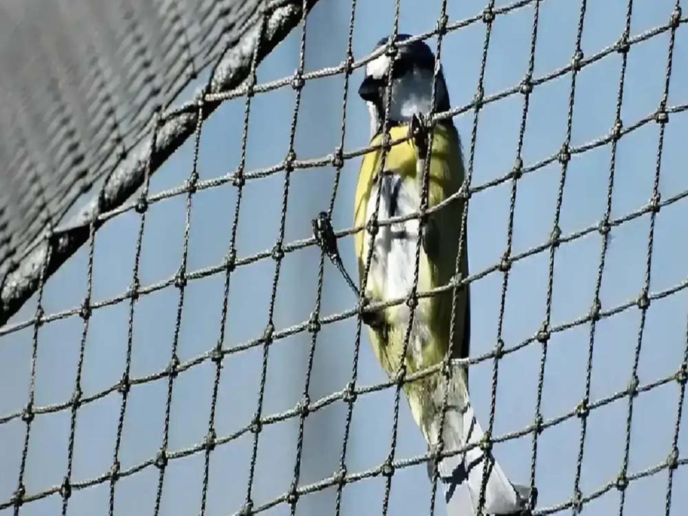 Bird Net